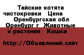 Тайские котята чистокровки › Цена ­ 1 000 - Оренбургская обл., Оренбург г. Животные и растения » Кошки   